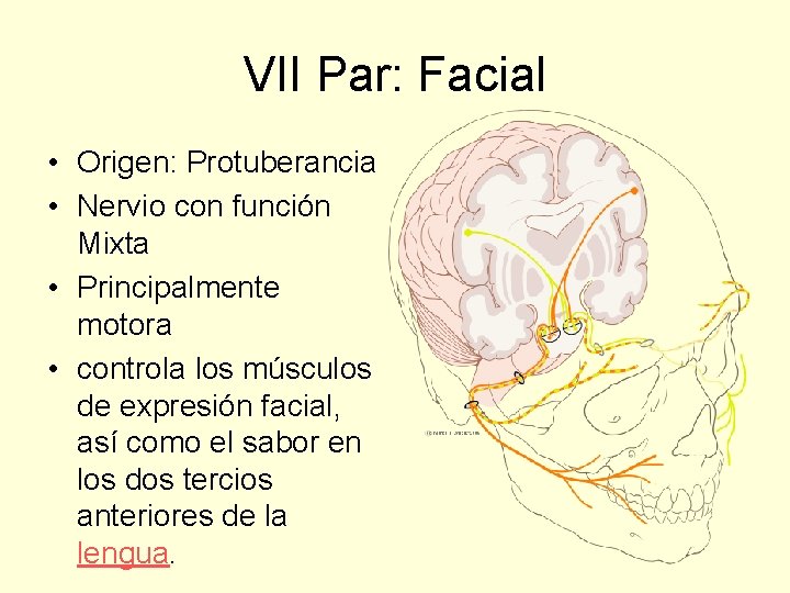 VII Par: Facial • Origen: Protuberancia • Nervio con función Mixta • Principalmente motora