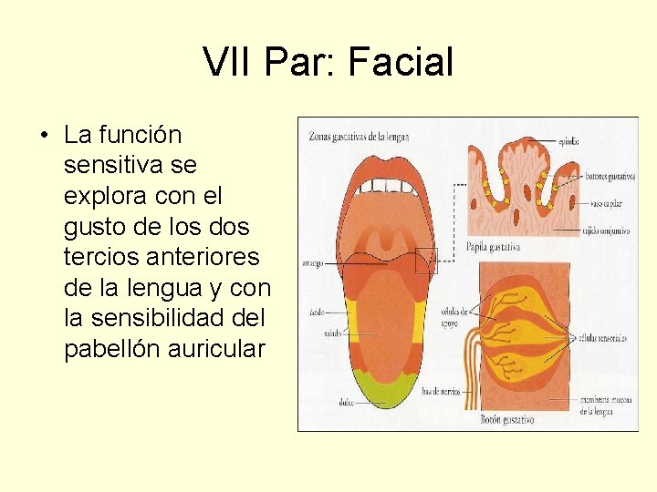 VII Par: Facial • La función sensitiva se explora con el gusto de los