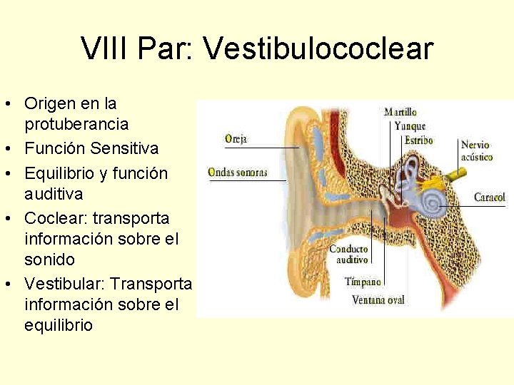 VIII Par: Vestibulococlear • Origen en la protuberancia • Función Sensitiva • Equilibrio y