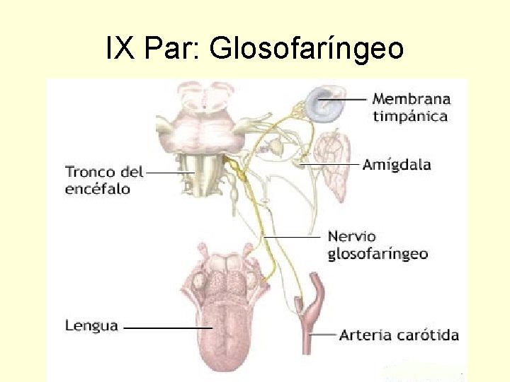 IX Par: Glosofaríngeo 