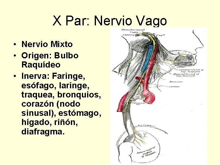 X Par: Nervio Vago • Nervio Mixto • Origen: Bulbo Raquídeo • Inerva: Faringe,