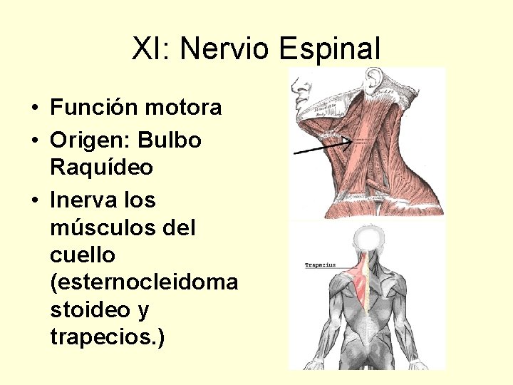 XI: Nervio Espinal • Función motora • Origen: Bulbo Raquídeo • Inerva los músculos