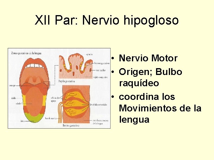 XII Par: Nervio hipogloso • Nervio Motor • Origen; Bulbo raquídeo • coordina los