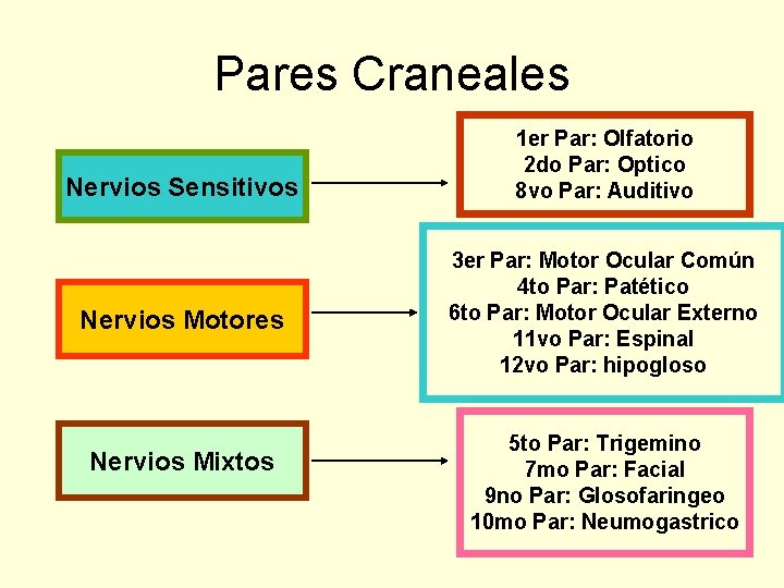 Pares Craneales Nervios Sensitivos Nervios Motores Nervios Mixtos 1 er Par: Olfatorio 2 do