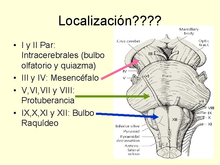 Localización? ? • I y II Par: Intracerebrales (bulbo olfatorio y quiazma) • III
