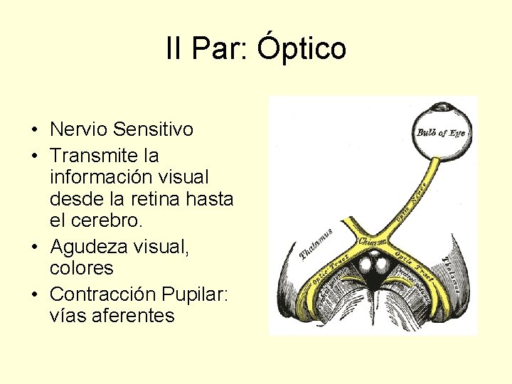 II Par: Óptico • Nervio Sensitivo • Transmite la información visual desde la retina