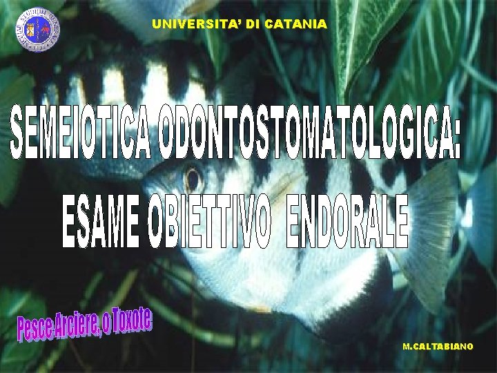 UNIVERSITA’ DI CATANIA M. CALTABIANO 