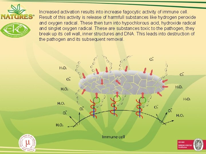 Increased activation results into increase fagocytic activity of immune cell. Result of this activity