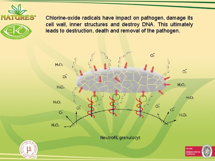 Chlorine-oxide radicals have impact on pathogen, damage its cell wall, inner structures and destroy