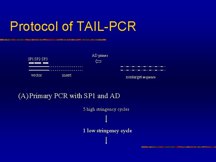 Protocol of TAIL-PCR AD primer SP 1 SP 2 SP 3 vector insert nontarget