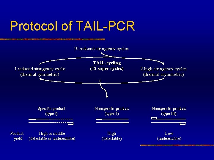 Protocol of TAIL-PCR 10 reduced stringency cycles 1 reduced stringency cycle (thermal symmetric) Product