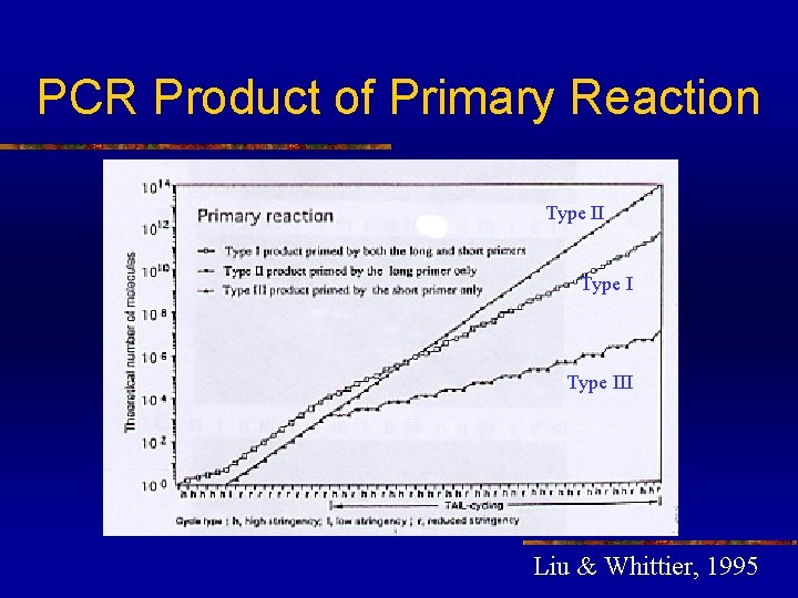 PCR Product of Primary Reaction Type III Liu & Whittier, 1995 