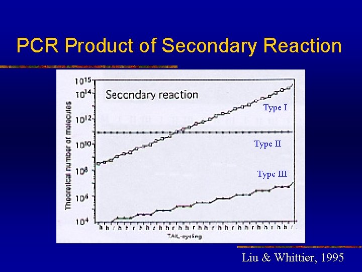 PCR Product of Secondary Reaction Type III Liu & Whittier, 1995 