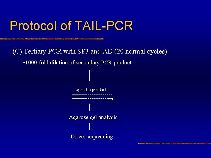 Protocol of TAIL-PCR (C) Tertiary PCR with SP 3 and AD (20 normal cycles)