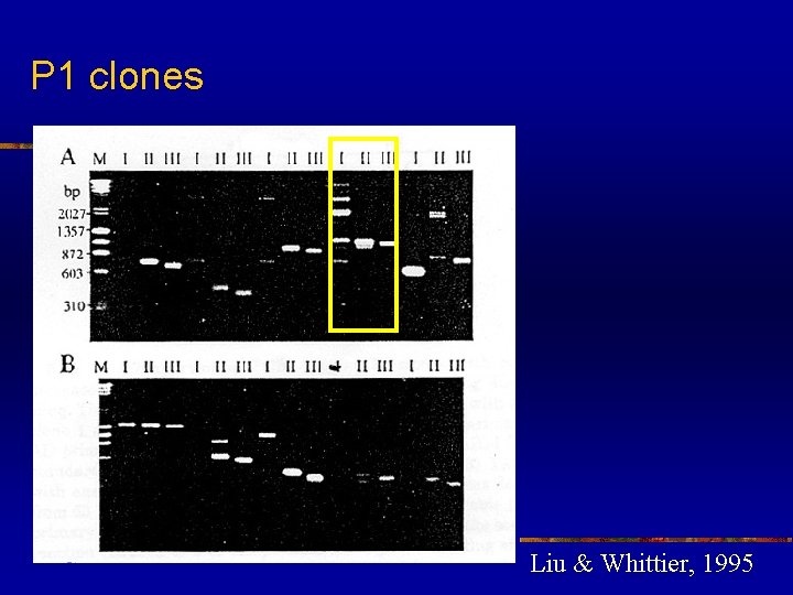 P 1 clones Liu & Whittier, 1995 