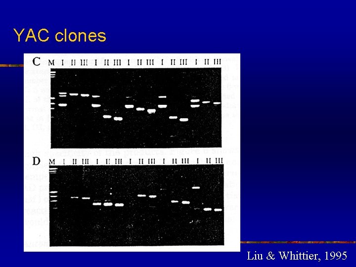 YAC clones Liu & Whittier, 1995 