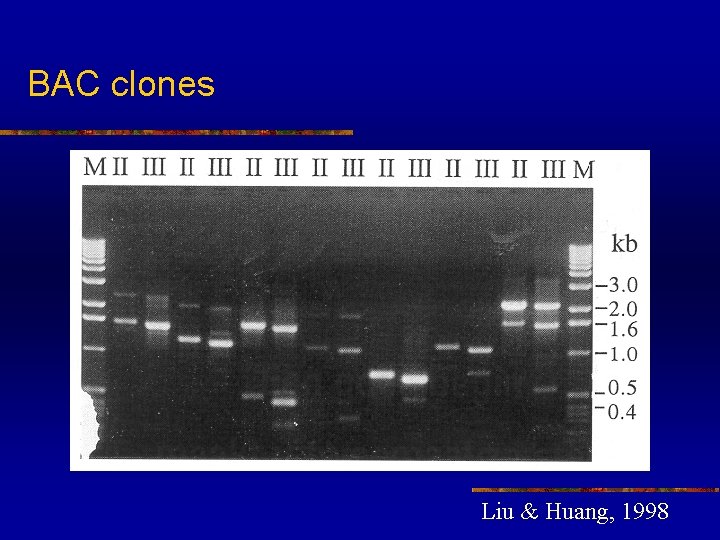 BAC clones Liu & Huang, 1998 