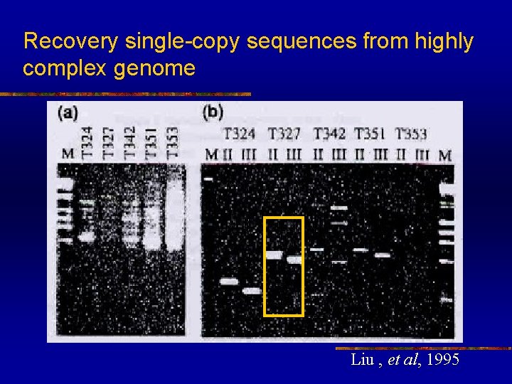 Recovery single-copy sequences from highly complex genome Liu , et al, 1995 