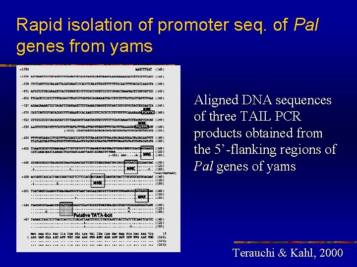 Rapid isolation of promoter seq. of Pal genes from yams Aligned DNA sequences of