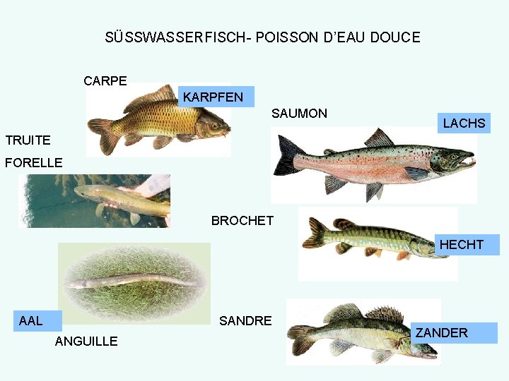 SÜSSWASSERFISCH- POISSON D’EAU DOUCE CARPE KARPFEN SAUMON LACHS TRUITE FORELLE BROCHET HECHT AAL SANDRE