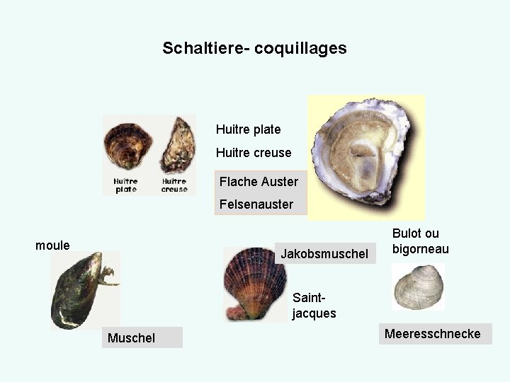 Schaltiere- coquillages Huitre plate Huitre creuse Flache Auster Felsenauster moule Jakobsmuschel Bulot ou bigorneau