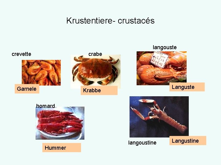 Krustentiere- crustacés langouste crevette crabe Garnele Languste Krabbe homard Hummer langoustine Langustine 