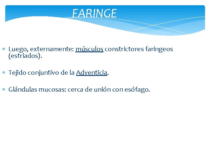 FARINGE Luego, externamente: músculos constrictores faringeos (estriados). Tejido conjuntivo de la Adventicia. Glándulas mucosas: