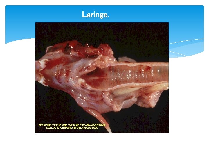 Laringe. 