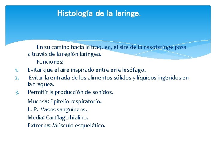 Histología de la laringe. 1. 2. 3. En su camino hacia la traquea, el