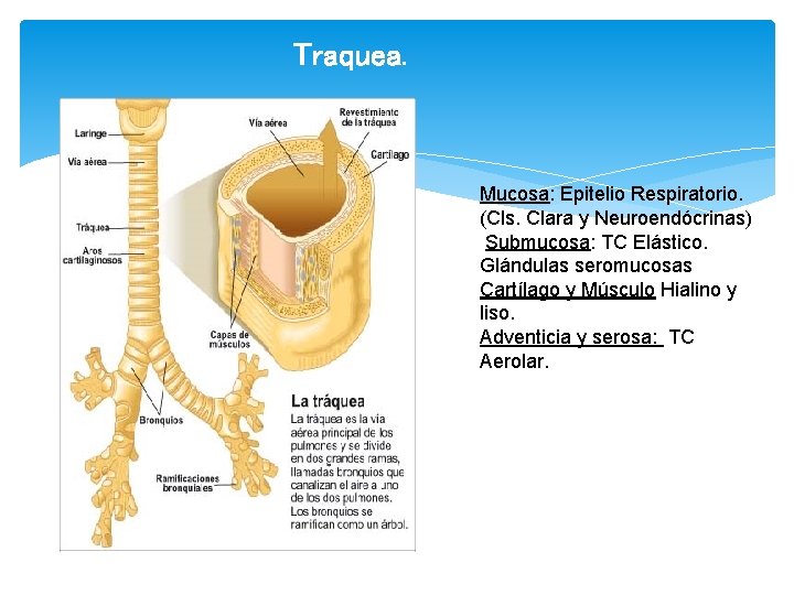 Traquea. Mucosa: Epitelio Respiratorio. (Cls. Clara y Neuroendócrinas) Submucosa: TC Elástico. Glándulas seromucosas Cartílago