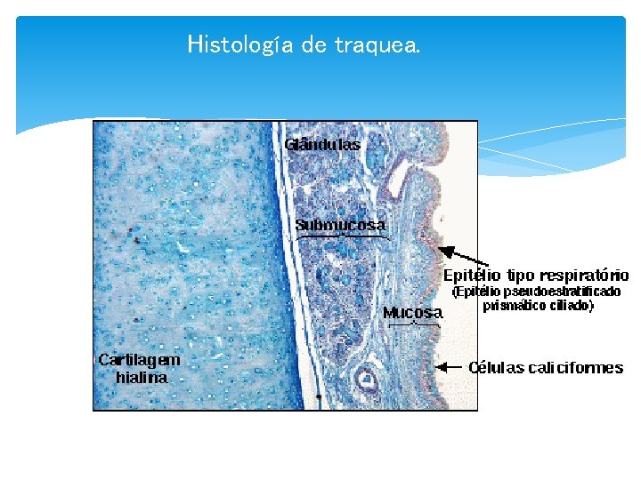 Histología de traquea. 