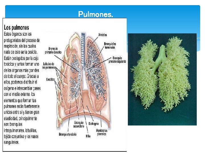 Pulmones. 