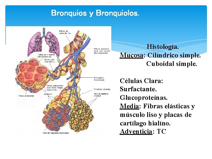 Bronquios y Bronquiolos. Histología. Mucosa: Cilíndrico simple. Cuboidal simple. Células Clara: Surfactante. Glucoproteínas. Media: