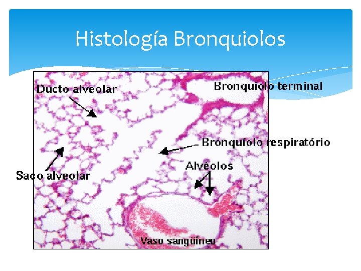 Histología Bronquiolos 