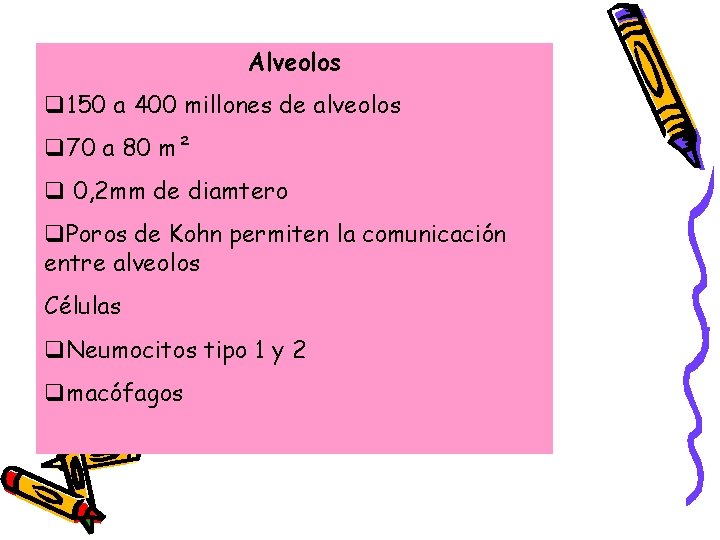 Alveolos q 150 a 400 millones de alveolos q 70 a 80 m² q