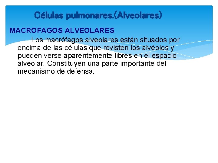 Células pulmonares. (Alveolares) MACROFAGOS ALVEOLARES Los macrófagos alveolares están situados por encima de las
