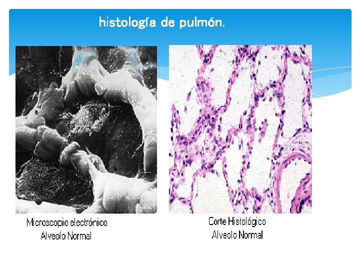 Histologa del Aparato respiratorio rganos que forman el