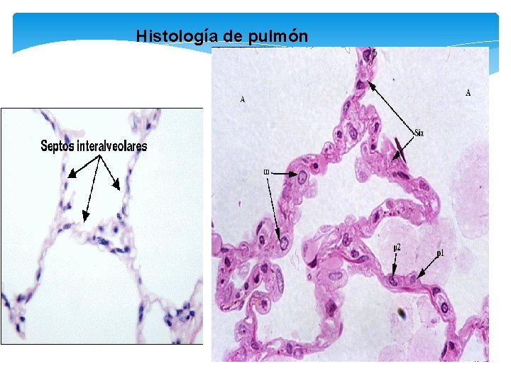 Histología de pulmón 