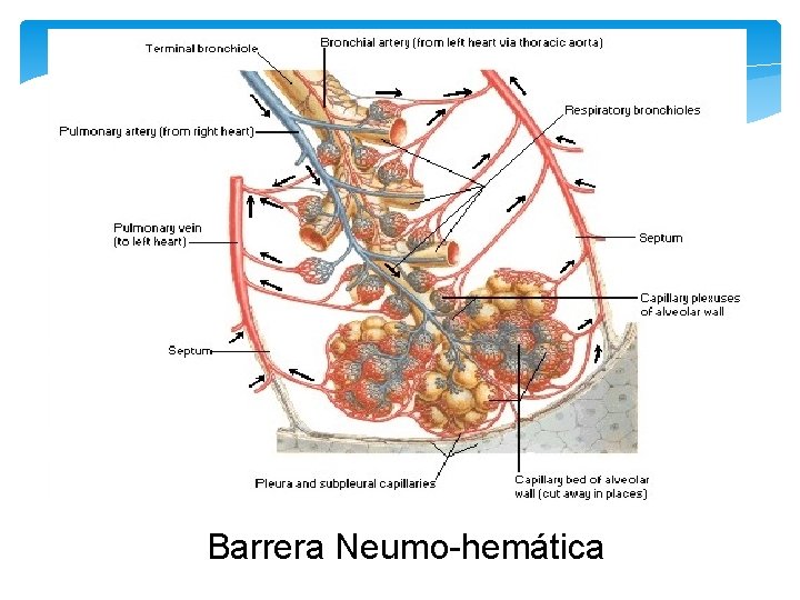 Barrera Neumo-hemática 