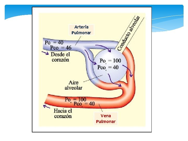 Arteria Pulmonar Vena Pulmonar 