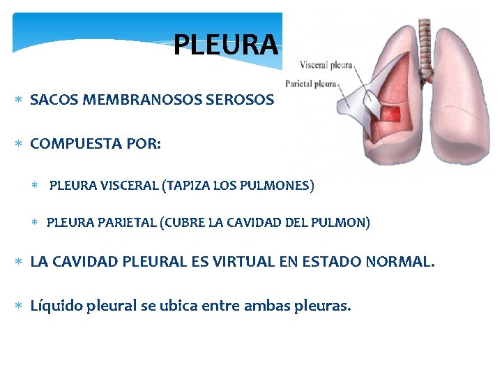 PLEURA SACOS MEMBRANOSOS SEROSOS COMPUESTA POR: PLEURA VISCERAL (TAPIZA LOS PULMONES) PLEURA PARIETAL (CUBRE