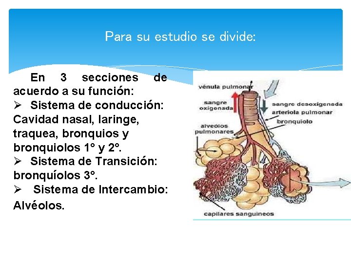 Para su estudio se divide: En 3 secciones de acuerdo a su función: Ø
