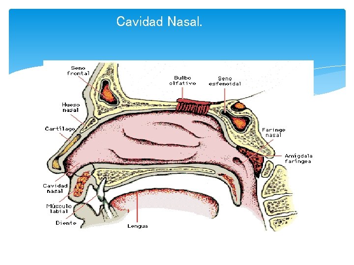 Cavidad Nasal. 