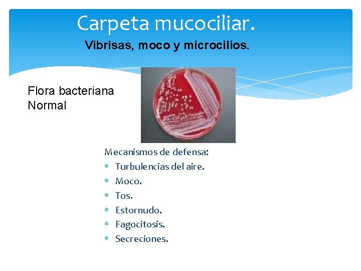 Carpeta mucociliar. Vibrisas, moco y microcilios. Flora bacteriana Normal Mecanismos de defensa: Turbulencias del