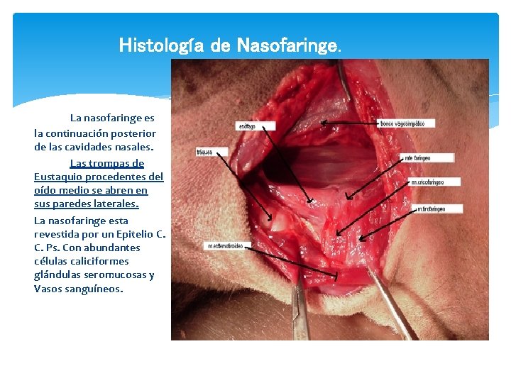 Histología de Nasofaringe. La nasofaringe es la continuación posterior de las cavidades nasales. Las