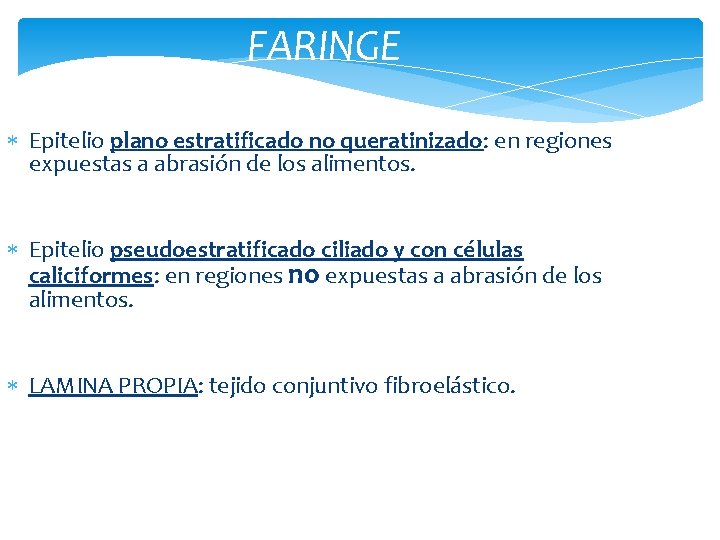 FARINGE Epitelio plano estratificado no queratinizado: en regiones expuestas a abrasión de los alimentos.