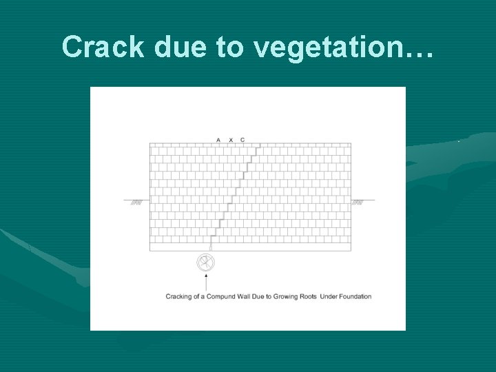 Crack due to vegetation… 