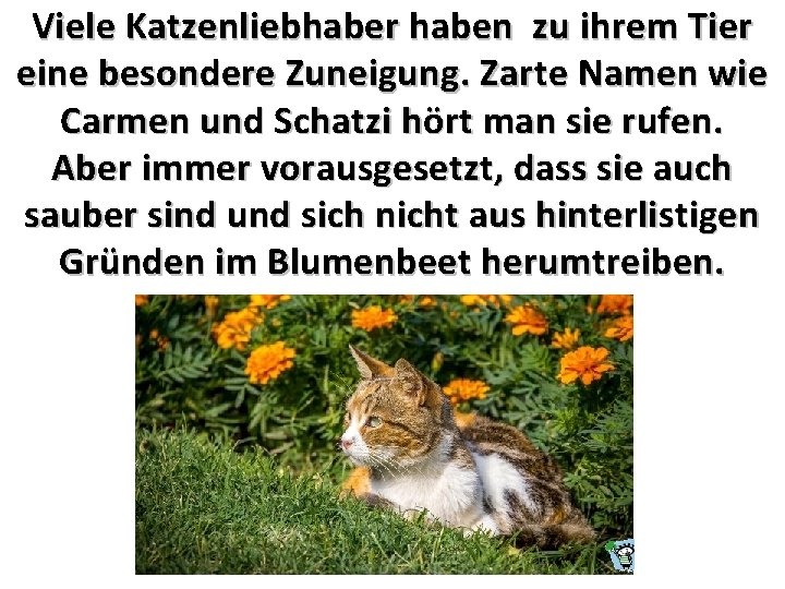 Viele Katzenliebhaber haben zu ihrem Tier eine besondere Zuneigung. Zarte Namen wie Carmen und