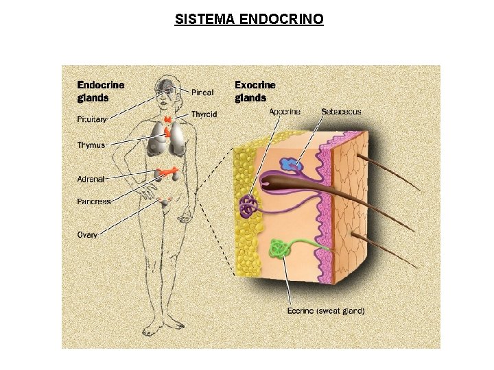 SISTEMA ENDOCRINO SISTEMA ENDOCRINO