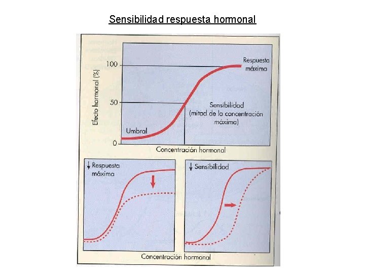 Sensibilidad respuesta hormonal Sensibilidad respuesta hormonal